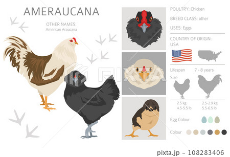 Ameraucana Chicken breeds clipart. Poultry and farm animals. Different colors set 108283406
