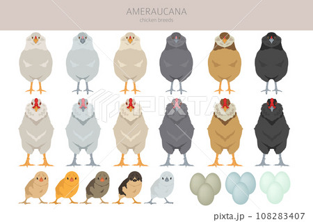 Ameraucana Chicken breeds clipart. Poultry and farm animals. Different colors set 108283407