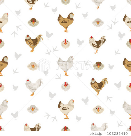 Ameraucana Chicken breeds clipart. Poultry and farm animals. Different colors set 108283410