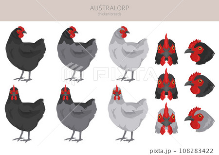 Australorp Chicken breeds clipart. Poultry and farm animals. Different colors set 108283422