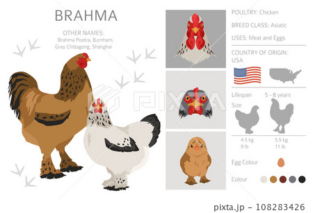 Brahma Chicken breeds clipart. Poultry and farm animals. Different colors set Brahma Chicken breeds clipart. Poultry and farm animals. Different colors set 108283426