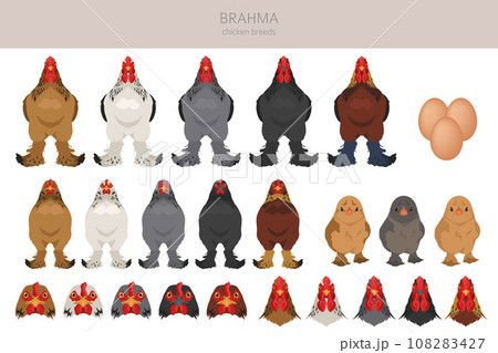 Brahma Chicken breeds clipart. Poultry and farm animals. Different colors set 108283427
