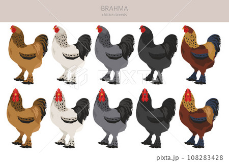 Brahma Chicken breeds clipart. Poultry and farm animals. Different colors set Brahma Chicken breeds clipart. Poultry and farm animals. Different colors set 108283428
