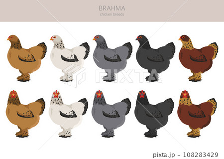 Brahma Chicken breeds clipart. Poultry and farm animals. Different colors set Brahma Chicken breeds clipart. Poultry and farm animals. Different colors set 108283429