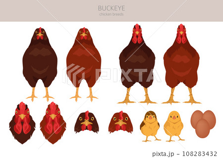 Buckeye Chicken breeds clipart. Poultry and farm animals. Different colors set 108283432
