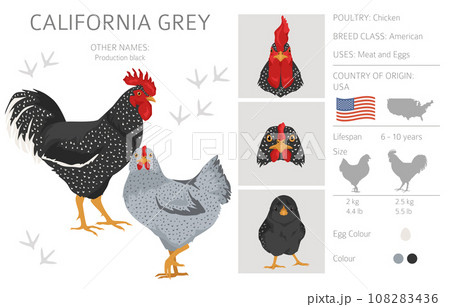 California Grey Chicken breeds clipart. Poultry and farm animals. Different colors set 108283436