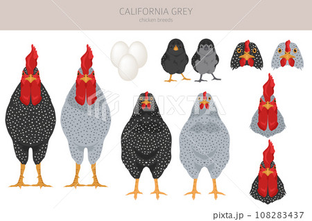 California Grey Chicken breeds clipart. Poultry and farm animals. Different colors set California Grey Chicken breeds clipart. Poultry and farm animals. Different colors set 108283437