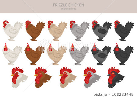 Frizzle Chicken breeds clipart. Poultry and farm animals. Different colors set 108283449