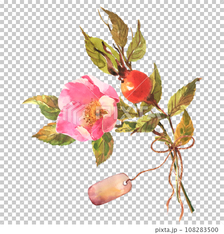 Watercolor dog-rose Briar with berries, flowers and green leaves, and with tag, bow, isolated on white background. Watercolor dog-rose Briar with berries, flowers and green leaves, and with tag, bow, isolated on white background. 108283500