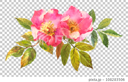 Watercolor botanical illustration, pink dog rose flowers, rosehip arrangement clip art. Watercolor botanical illustration, pink dog rose flowers, rosehip arrangement clip art. 108283506