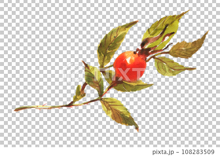 A branch of Dog rose, Briar with red berries and green leaves. 108283509