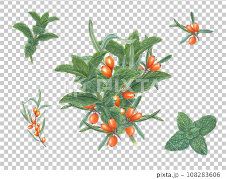 Bouquet with mint sprigs and sea buckthorn. Peppermint, sandthorn, sallowthorn, seaberry. Fragrant greens and juicy orange berries. Watercolor illustration for card design, flyer, posters, label 108283606