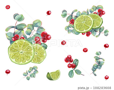 Set of lime wedges with eucalyptus sprigs and cranberries. Juicy citrus slices, ripe red berries, green leaves. Lemon, fruit, berry, cowberry, lingonberry. Watercolor illustration 108283608