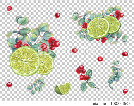 Set of lime wedges with eucalyptus sprigs and cranberries. Juicy citrus slices, ripe red berries, green leaves. Lemon, fruit, berry, cowberry, lingonberry. Watercolor illustration 108283608