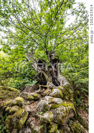 Hiking through the Canyon del Sil in Parada de Sil in Galicia, Spain, Europe 108283914
