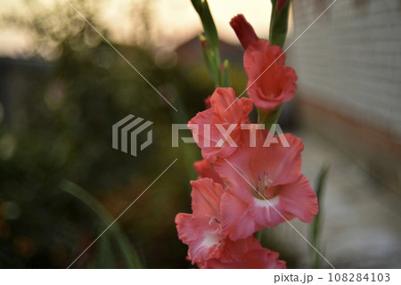 Bright orange and pink gladioli flowers on a green garden. Beautiful color of Gladiolus L flowers in a beautiful side. Bright orange and pink gladioli flowers on a green garden. Beautiful color of Gladiolus L flowers in a beautiful side. 108284103