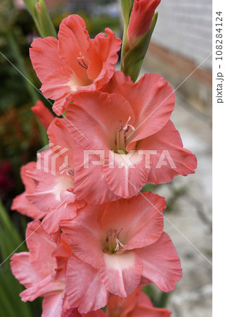 Bright orange and pink gladioli flowers on a green garden. Beautiful color of Gladiolus L flowers in a beautiful side. 108284124