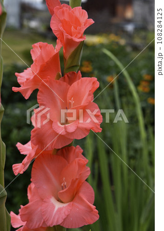 Bright orange and pink gladioli flowers on a green garden. Beautiful color of Gladiolus L flowers in a beautiful side. Bright orange and pink gladioli flowers on a green garden. Beautiful color of Gladiolus L flowers in a beautiful side. 108284125
