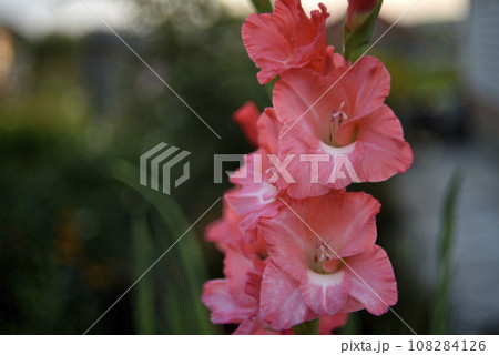 Bright orange and pink gladioli flowers on a green garden. Beautiful color of Gladiolus L flowers in a beautiful side. Bright orange and pink gladioli flowers on a green garden. Beautiful color of Gladiolus L flowers in a beautiful side. 108284126