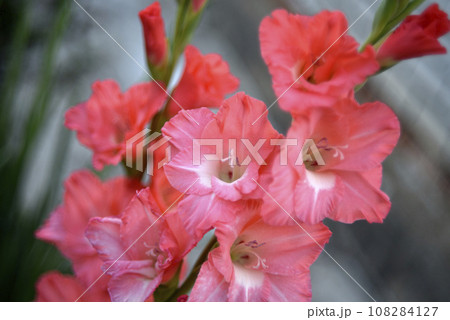 Bright orange and pink gladioli flowers on a green garden. Beautiful color of Gladiolus L flowers in a beautiful side. Bright orange and pink gladioli flowers on a green garden. Beautiful color of Gladiolus L flowers in a beautiful side. 108284127