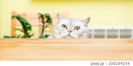 A funny big gray cat with beautiful big green eyes looks out from behind the table. Cute fluffy cat. Free space for text. A funny big gray cat with beautiful big green eyes looks out from behind the table. Cute fluffy cat. Free space for text. 108284254