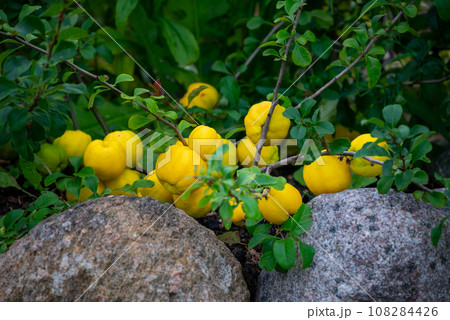 Yellow quince fruits are in the process of ripening on a branch Yellow quince fruits are in the process of ripening on a branch 108284426