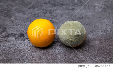 On a gray surface lies a fresh delicious orange and a spoiled orange with mold. Improper fruit storage concept. On a gray surface lies a fresh delicious orange and a spoiled orange with mold. Improper fruit storage concept. 108284427