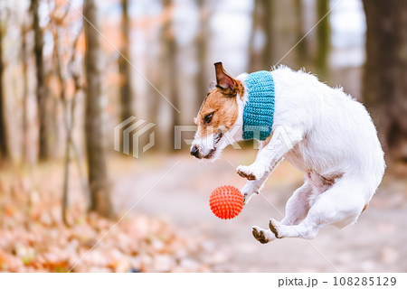 Pet dog in funny pose catching toy ball playing in fall park 108285129