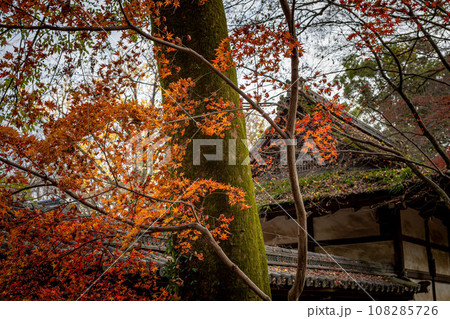 下鴨神社の秋、摂社・河合神社の紅葉 108285726
