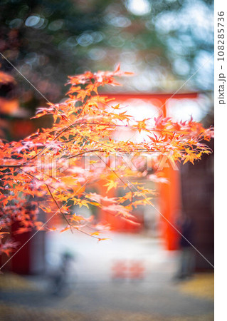 下鴨神社の秋、糺の森の真っ赤なもみじと河合神社の朱の鳥居 108285736