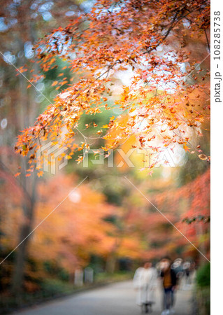 下鴨神社の秋、糺の森のカラフルな紅葉、秋色の光の渦 108285738