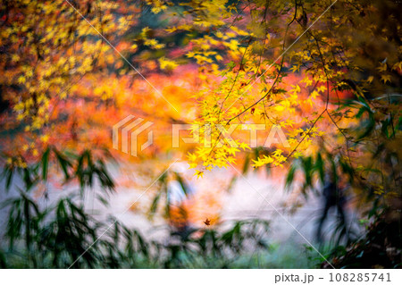 下鴨神社の秋、糺の森のカラフルな紅葉、秋色の光の渦 下鴨神社の秋、糺の森のカラフルな紅葉、秋色の光の渦 108285741
