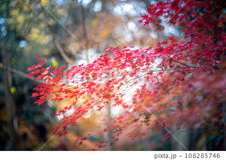 下鴨神社の秋、糺の森の真っ赤な紅葉、秋色の光の渦 108285746
