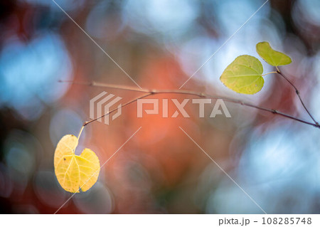 下鴨神社の秋、糺の森の紅葉、枝に残った数枚の葉、秋色の光の背景 108285748
