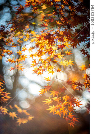 下鴨神社の秋、糺の森のカラフルな紅葉、秋色の光の渦 108285764