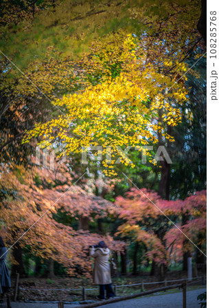 下鴨神社の秋、糺の森のカラフルな紅葉、秋色の光の渦 下鴨神社の秋、糺の森のカラフルな紅葉、秋色の光の渦 108285768