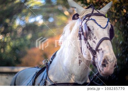 下鴨神社の秋、観光馬車の白い馬、糺の森のカラフルな紅葉の渦 下鴨神社の秋、観光馬車の白い馬、糺の森のカラフルな紅葉の渦 108285770