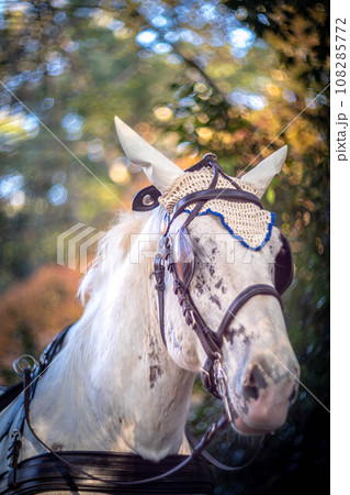下鴨神社の秋、観光馬車の白い馬、糺の森のカラフルな紅葉の渦 108285772