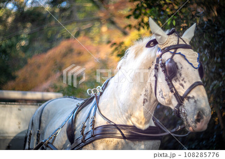 下鴨神社の秋、観光馬車の白い馬、糺の森のカラフルな紅葉の渦 108285776