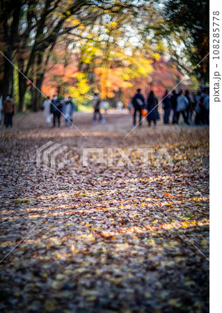下鴨神社の秋、西日に輝く糺の森の馬場とカラフルな紅葉、秋色の光の渦 108285778