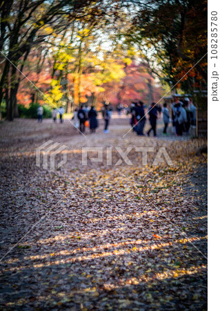 下鴨神社の秋、西日に輝く糺の森の馬場とカラフルな紅葉、秋色の光の渦 下鴨神社の秋、西日に輝く糺の森の馬場とカラフルな紅葉、秋色の光の渦 108285780