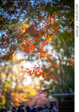 下鴨神社の秋、西日に輝く糺の森のカラフルな紅葉、秋色の光の渦 108285784