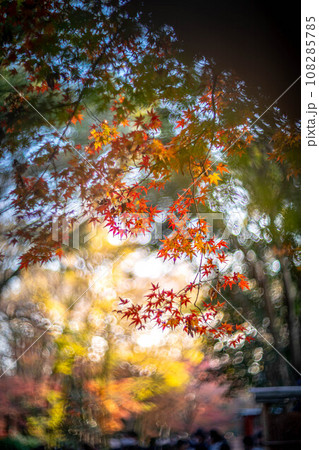 下鴨神社の秋、西日に輝く糺の森のカラフルな紅葉、秋色の光の渦 108285785