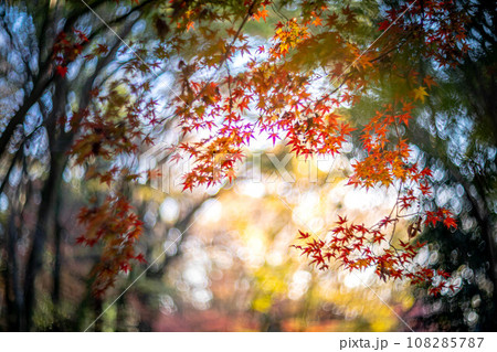 下鴨神社の秋、西日に輝く糺の森のカラフルな紅葉、秋色の光の渦 108285787