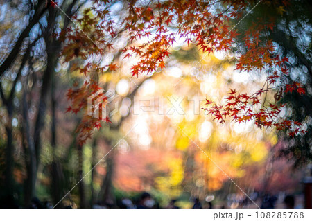 下鴨神社の秋、西日に輝く糺の森のカラフルな紅葉、秋色の光の渦 下鴨神社の秋、西日に輝く糺の森のカラフルな紅葉、秋色の光の渦 108285788