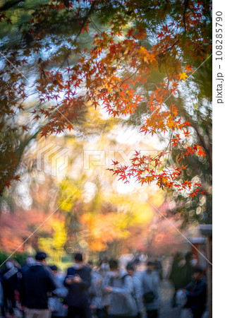 下鴨神社の秋、西日に輝く糺の森のカラフルな紅葉、秋色の光の渦 108285790