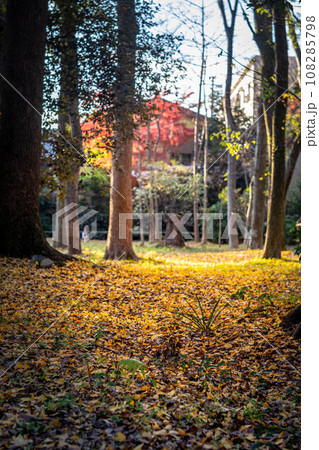 下鴨神社の秋、糺の森の参道を覆う落ち葉、黄色く輝かせる秋の西日 108285798