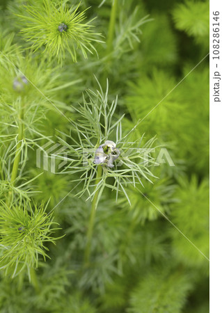 Love-in-a-mist Shorty Blue 108286146