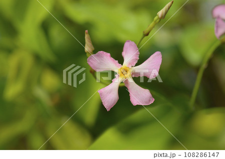 Star jasmine Star of Sicily Star jasmine Star of Sicily 108286147