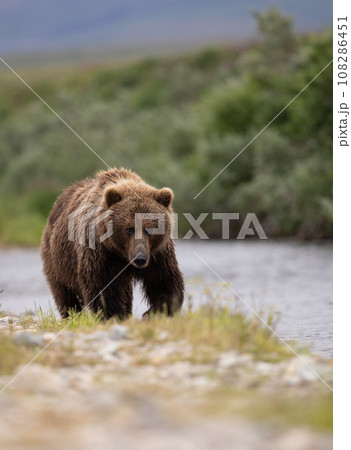 Brown Bear Fishing for Sockeye Salmon in Alaksa  108286451